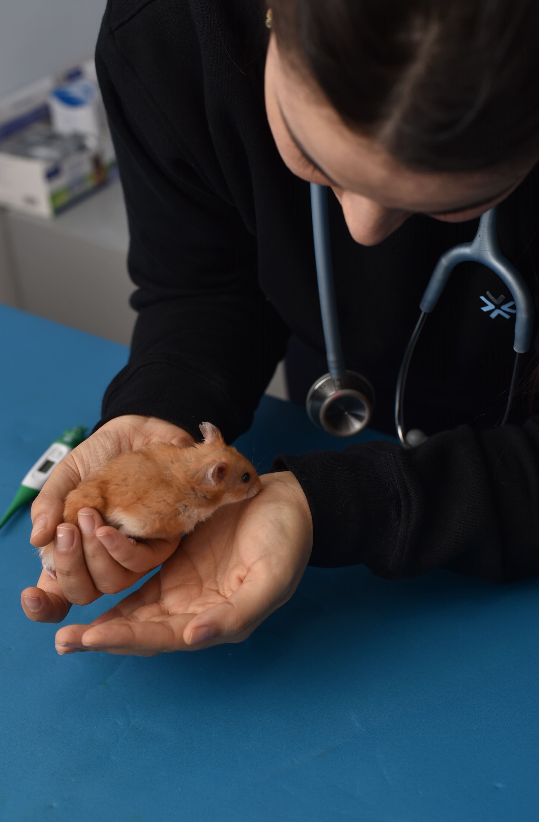 soins-veterinaires-banlieue-nord